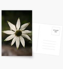 Flannel Flower Postcards