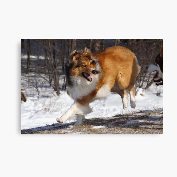Unknown Canvas Print