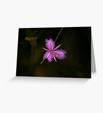 Common Fringe Lily - Thysanotus tuberosus Greeting Card