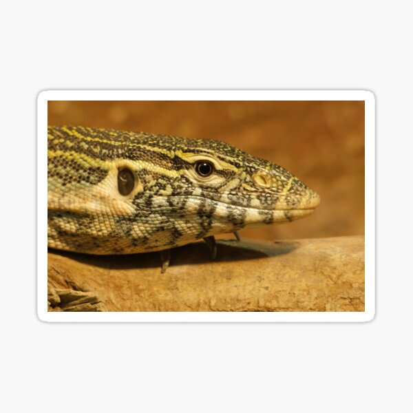 Monitor Lizard Sticker