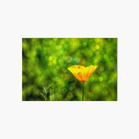 Item preview, The glow of a poppy designed and sold by Veikko  Suikkanen.