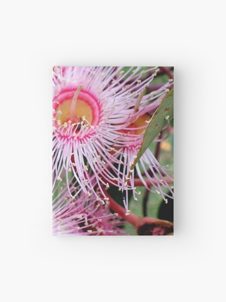 eucalyptus leucoxylon var rosea (Pink Flowering Gum) – Westgrow