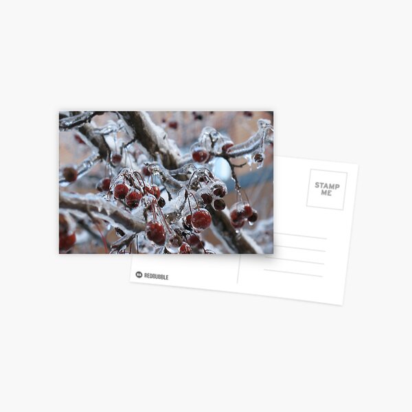 Iced Cherries Postcard