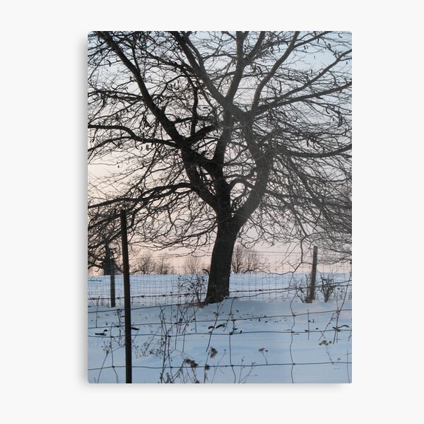 Winter Oak Silhouette at Sunset Metal Print