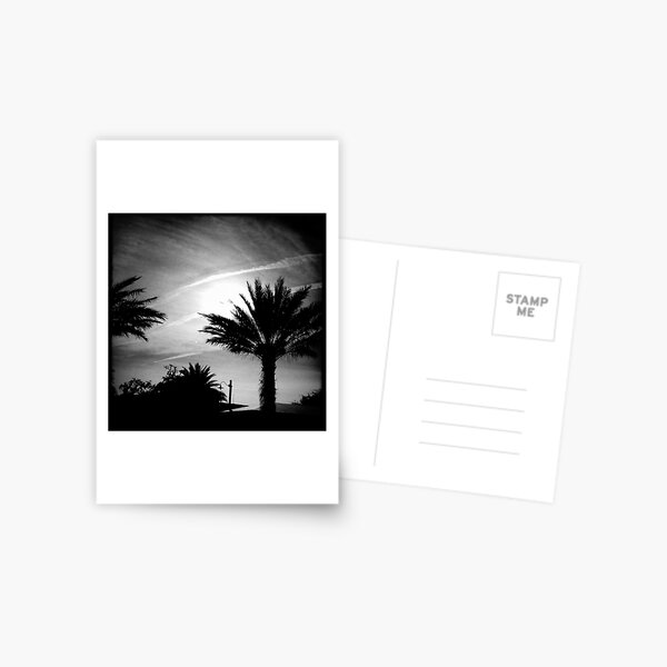 Palm 3 Postcard