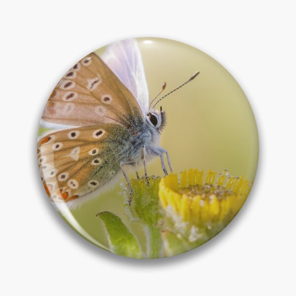 Item preview, Common Blue on Fleabane designed and sold by Alec Stewart.