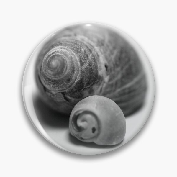 Item preview, Shells designed and sold by kostolany244.