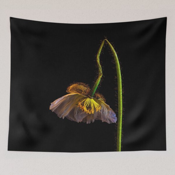 Item preview, Poppy designed and sold by alan shapiro.