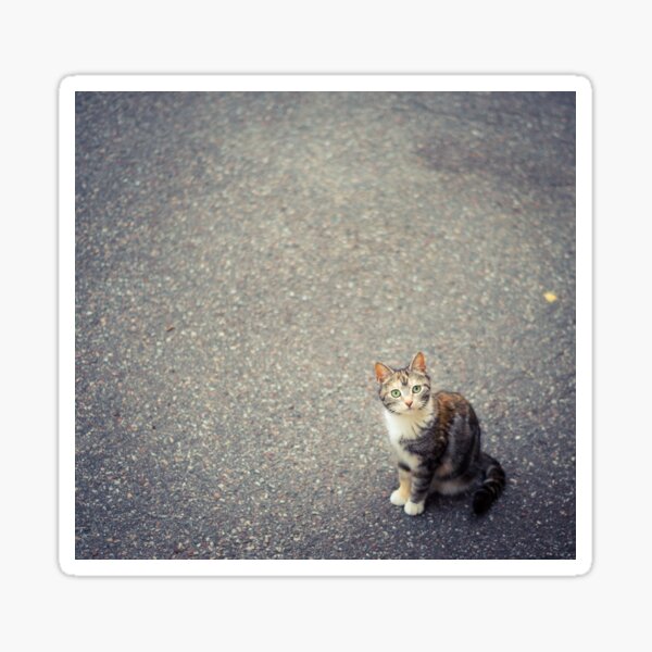 Cute little cat Sticker