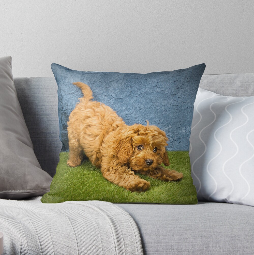 cockapoo pillow