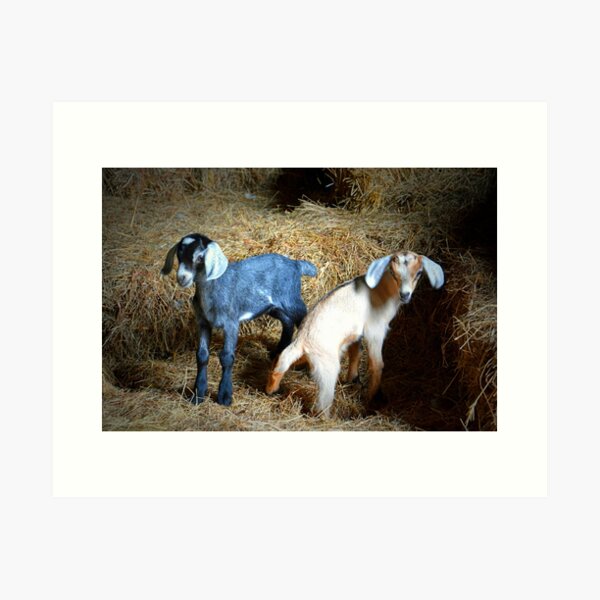 Item preview, Baby Goats designed and sold by Savannah Gibbs.