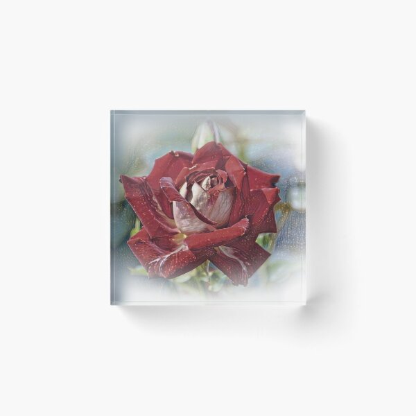 Item preview, Crimson and White Rose designed and sold by ReneeKennedy.