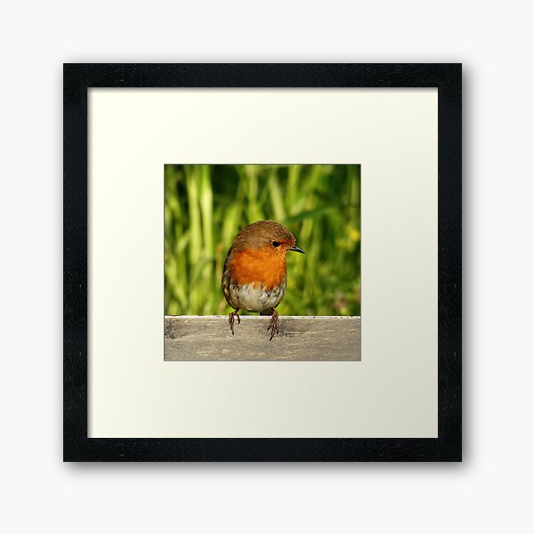 Aperçu de l'œuvre Robin Redbreast créée et vendue par LittleRedRiding.