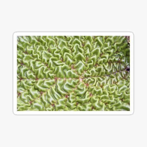 wrinkled leaf Sticker
