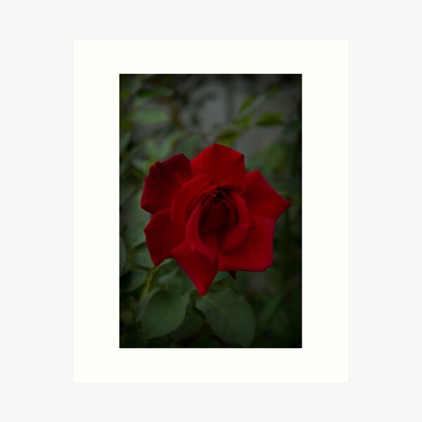 Holly is a Weed, Christmas Rose. Art Print