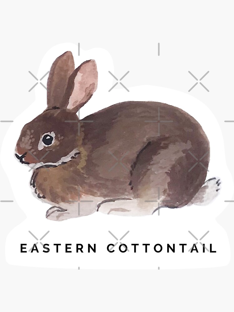 Eastern Cottontail Rabbit by rebeccamichaels