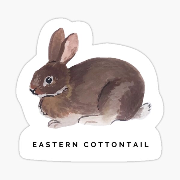 Eastern Cottontail Rabbit Sticker