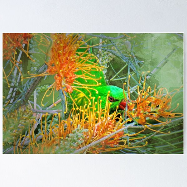 Artikelvorschau, Australian Scaly Breasted Lorikeet entworfen und verkauft von wallarooimages.