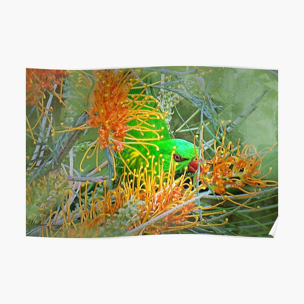 Australian Scaly Breasted Lorikeet Poster