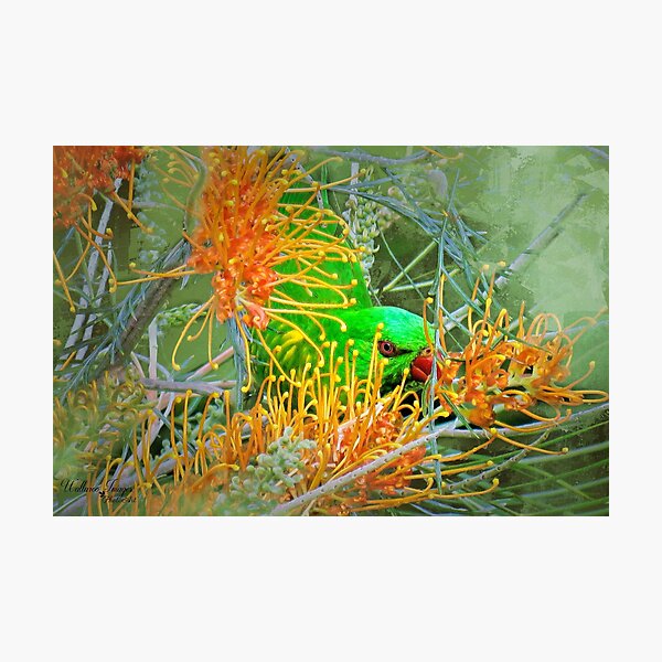 Artikelvorschau, Australian Scaly Breasted Lorikeet entworfen und verkauft von wallarooimages.