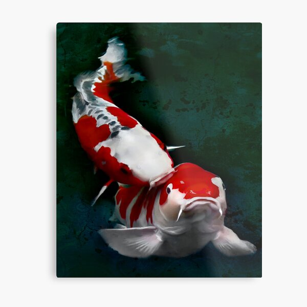 Koi fish kissing Metal Print