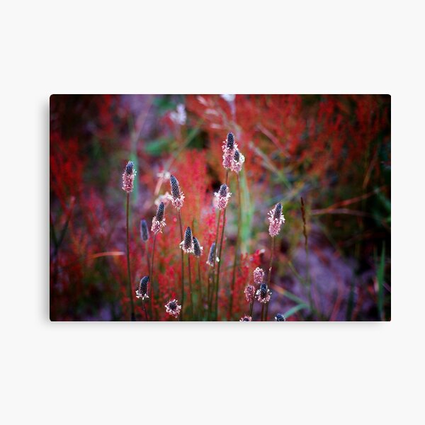 Weed? Canvas Print