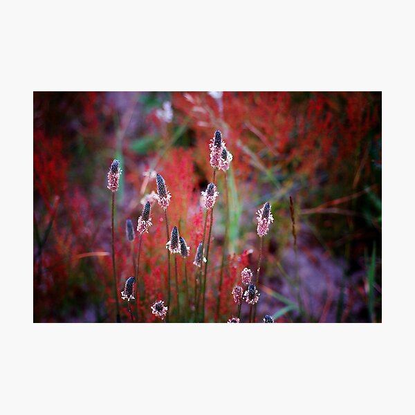 Weed? Photographic Print