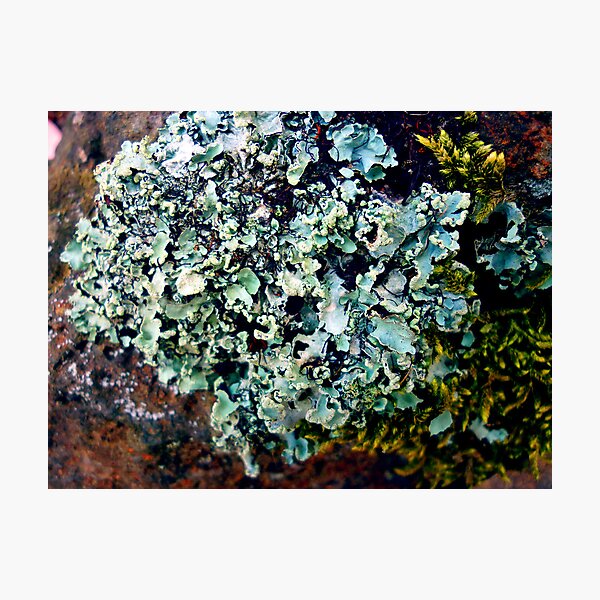 Item preview, Lichen # 43 designed and sold by Frederick James Norman.
