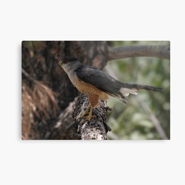 A Young Peregrine Falcon Sitting on a Tree Branch Metal Print