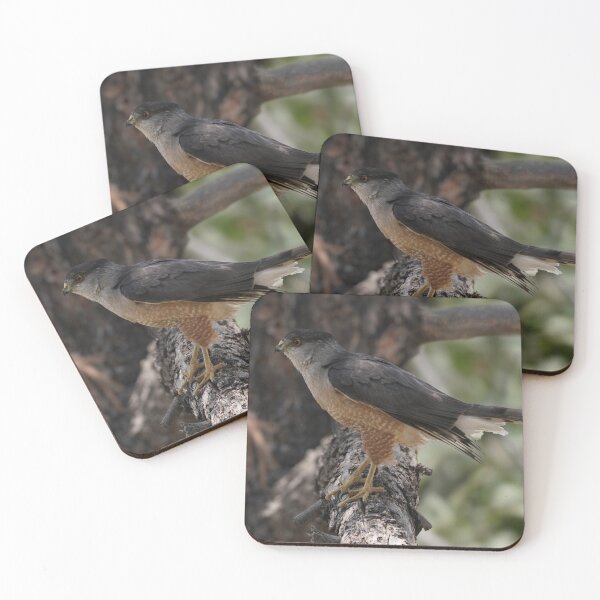 Item preview, A Young Peregrine Falcon Sitting on a Tree Branch designed and sold by MomentofPercep.