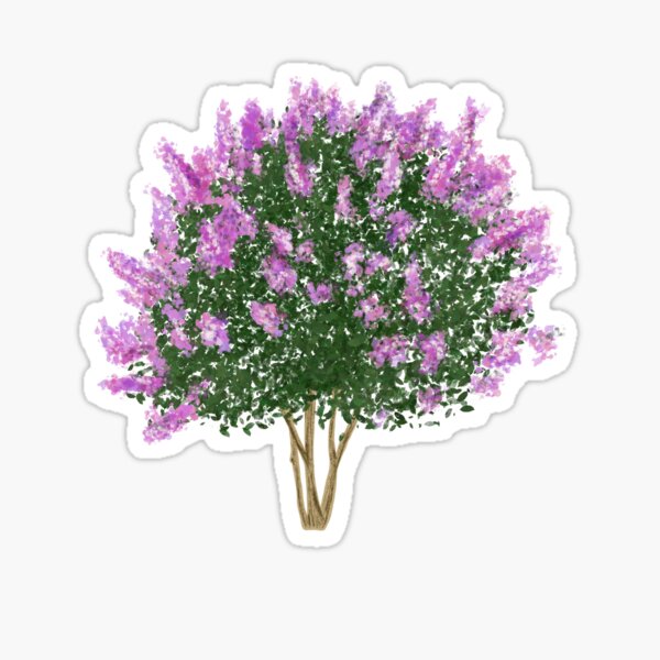 Crape Myrtle Sticker
