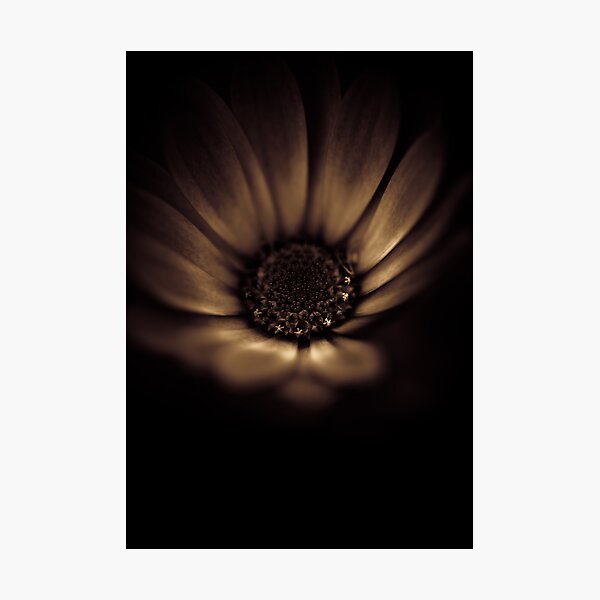 Item preview, Up late under the covers with a flashlight designed and sold by alan shapiro.
