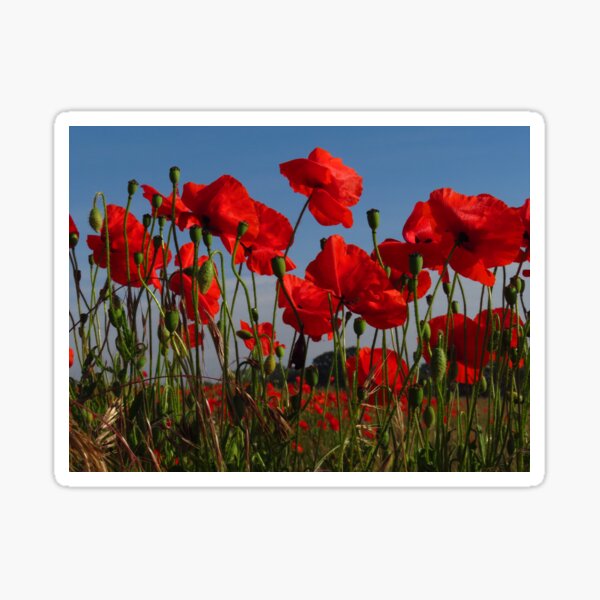Item preview, Newbourne Poppies designed and sold by wiggyofipswich.