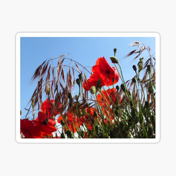 Item preview, Wild Oats and Poppies designed and sold by wiggyofipswich.