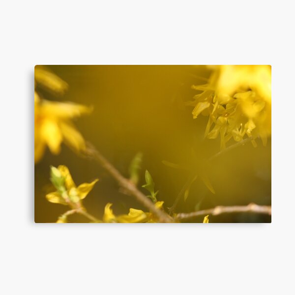 Spring Yellow ~ Forsythia Canvas Print
