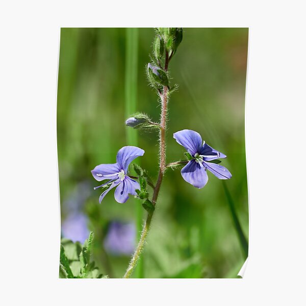 Germander speedwell 8 Poster