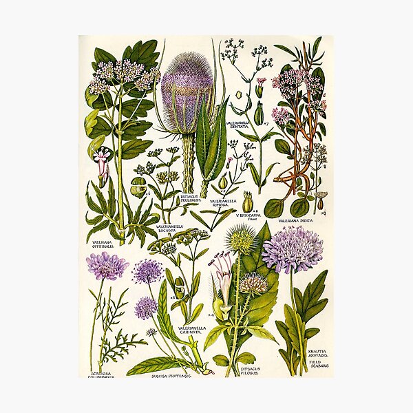 vintage flowers Photographic Print