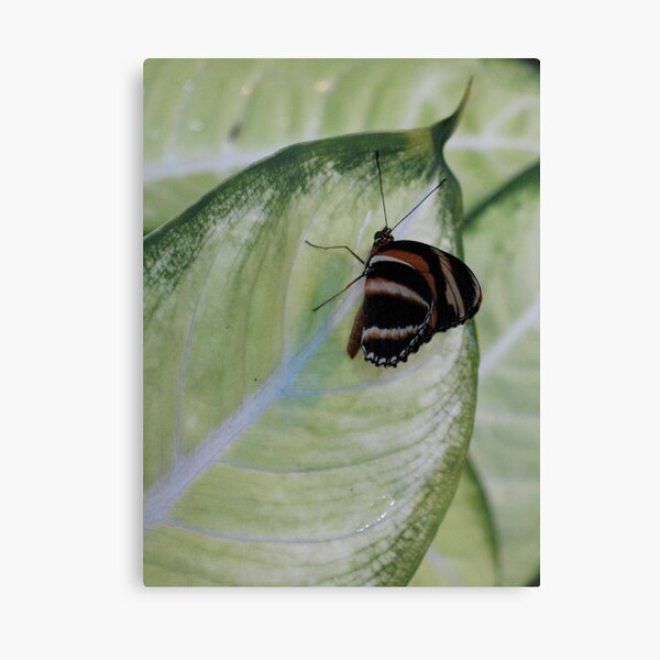 Lil' Wing Canvas Print