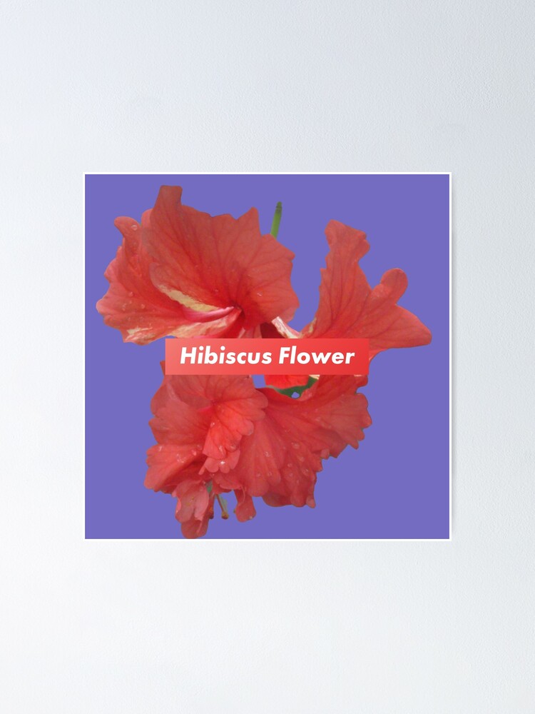 Hibiscus Flower In English Poster By Tonylamfood Redbubble