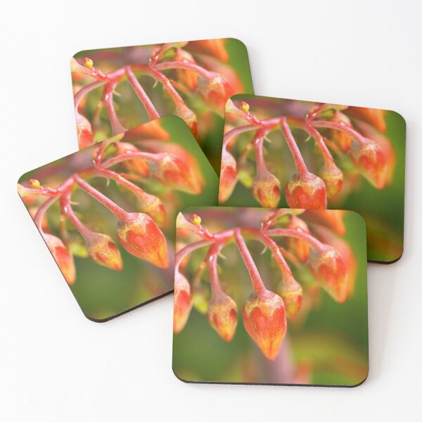 Item preview, Cotyledon Macrantha Succulent With Buds designed and sold by Joy Watson - Natural Light Photography .