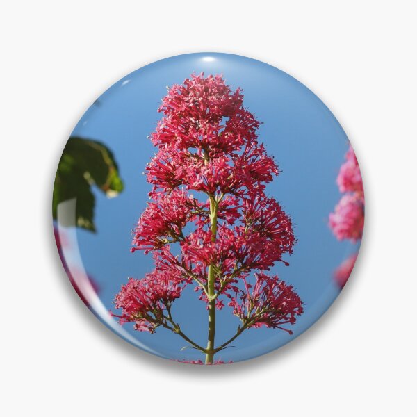 Item preview, Red valerian designed and sold by GreyFeatherPhot.