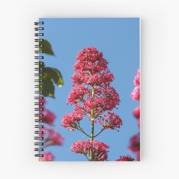 Item preview, Red valerian designed and sold by GreyFeatherPhot.