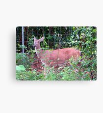 Doe, a Deer... Canvas Print