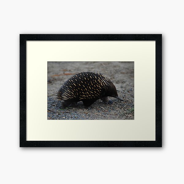 Echidna on the move - Whittlesea, Victoria Framed Art Print