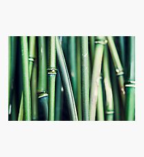Bam Boo! Photographic Print