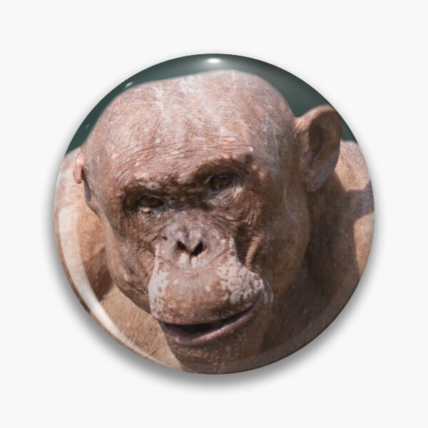 Item preview, Muscular Jambo The Hairless Chimp designed and sold by rawshutterbug.