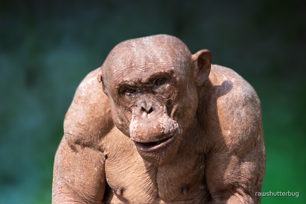 "Muscular Jambo The Hairless Chimp" by rawshutterbug | Redbubble