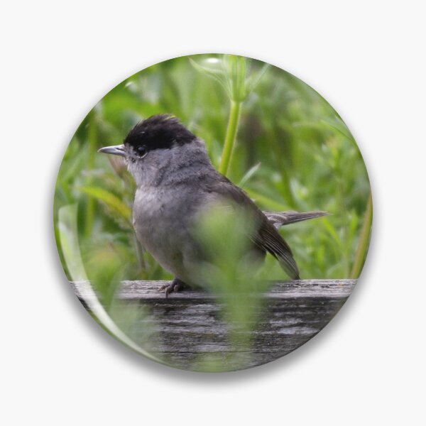 Item preview, Male Blackcap Bird designed and sold by rwhooster.