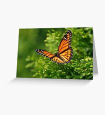 Monarch Butterfly Greeting Card