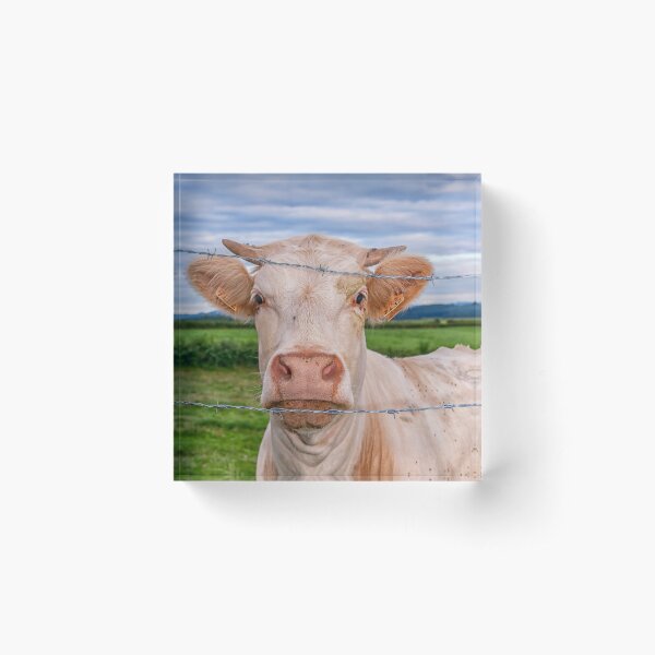 Curious cow Acrylic Block